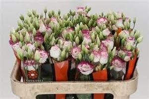 LISIANTHUS EXCAL HOT PINK 75